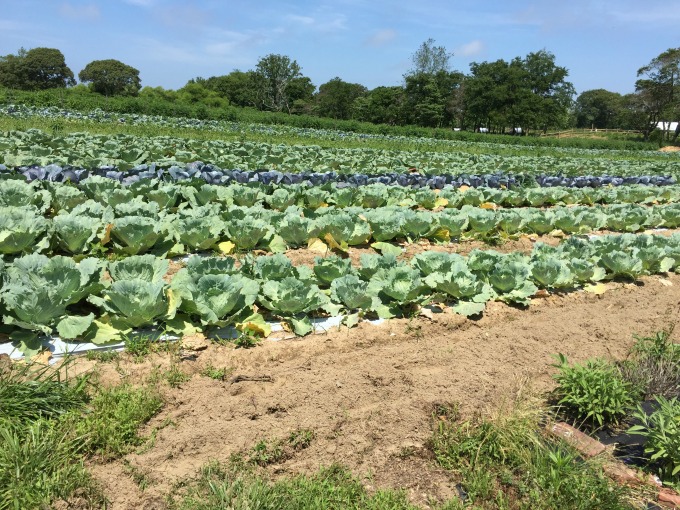 Cabbage Fields